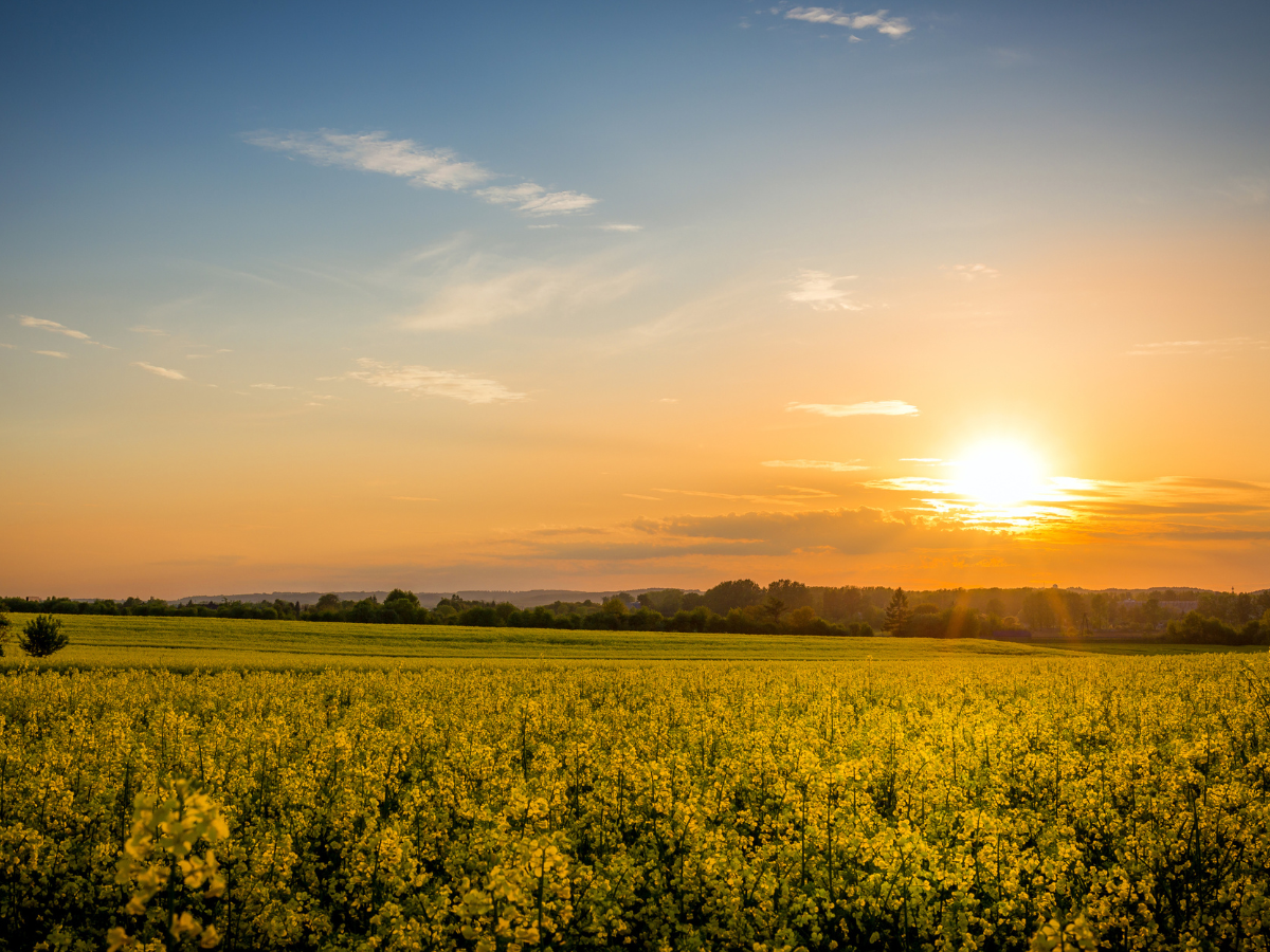 Why Land is Important: Returning to Our Roots in an Automated Age