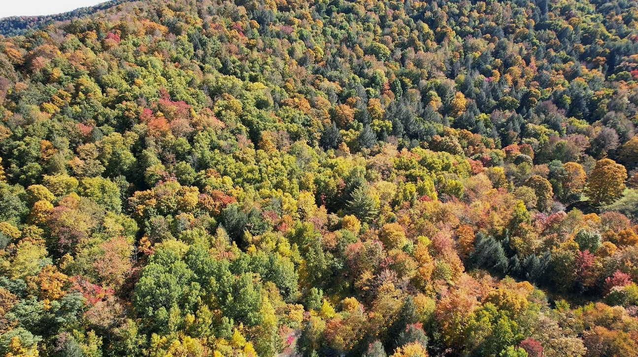 5.53 Acres in Colchester, NY - Land For Sale