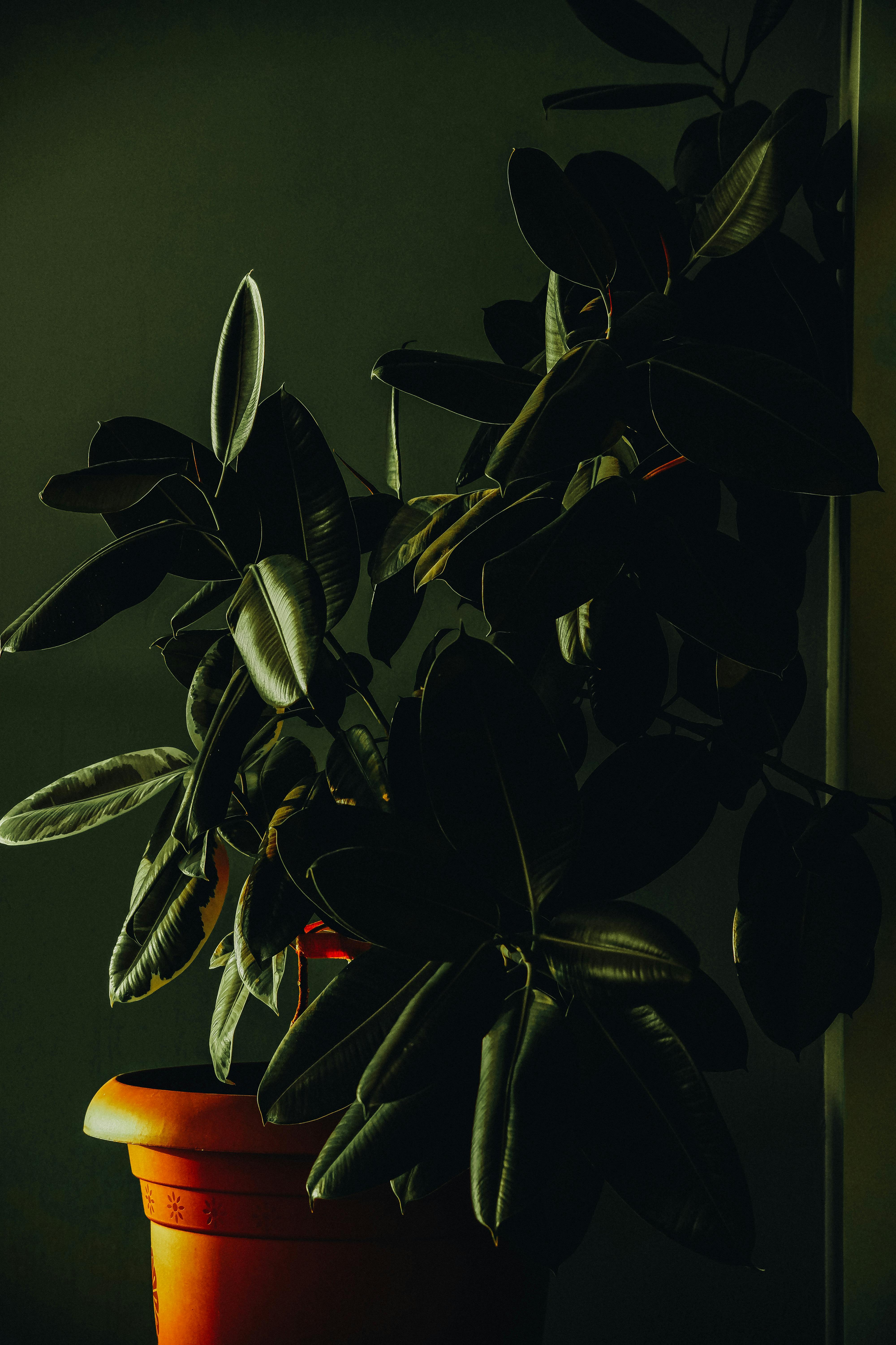 House Plants That Survive Low Light & Are Easy To Take Care Of