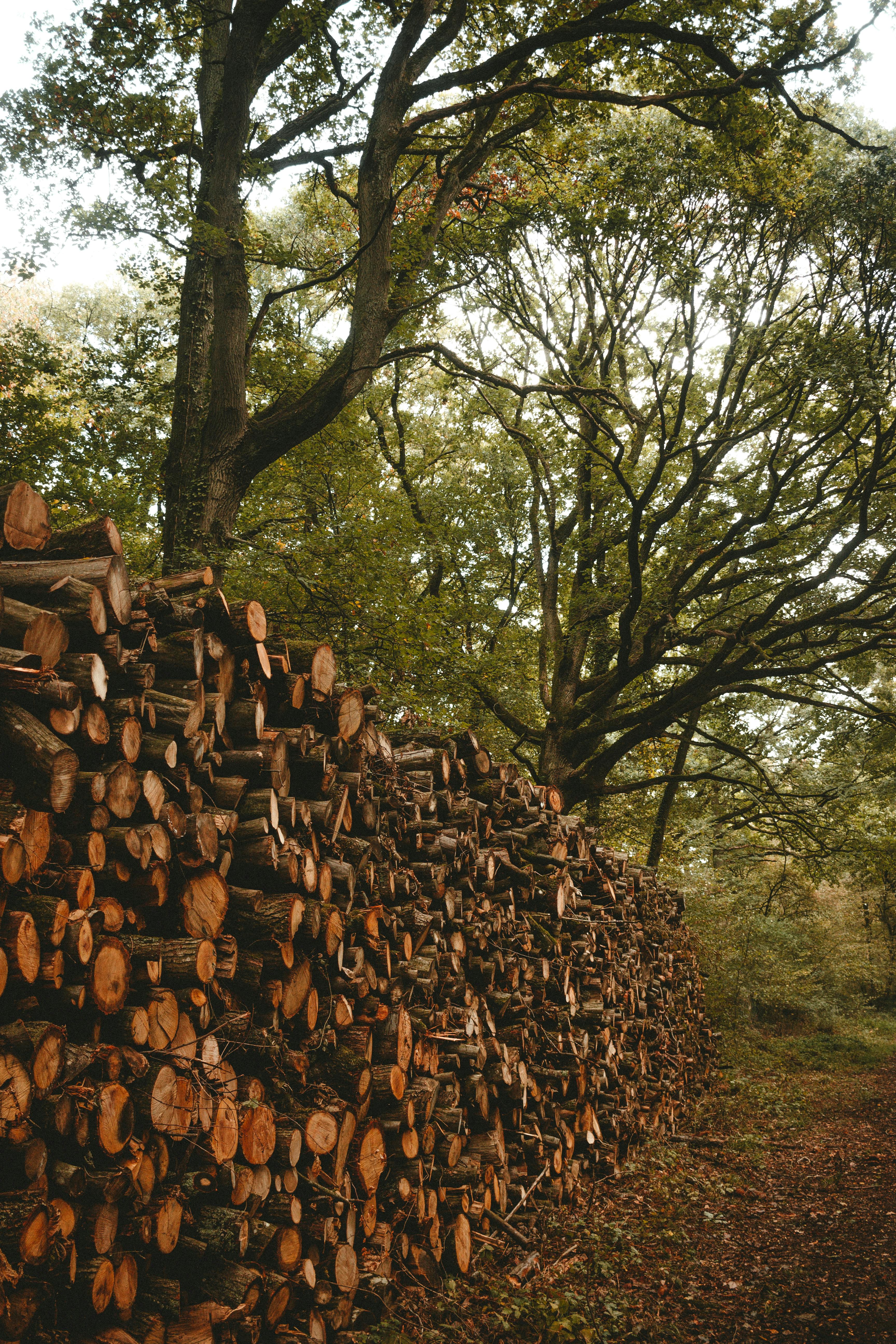 Sustainable Timberland Management: Securing Profits and Protecting the Environment