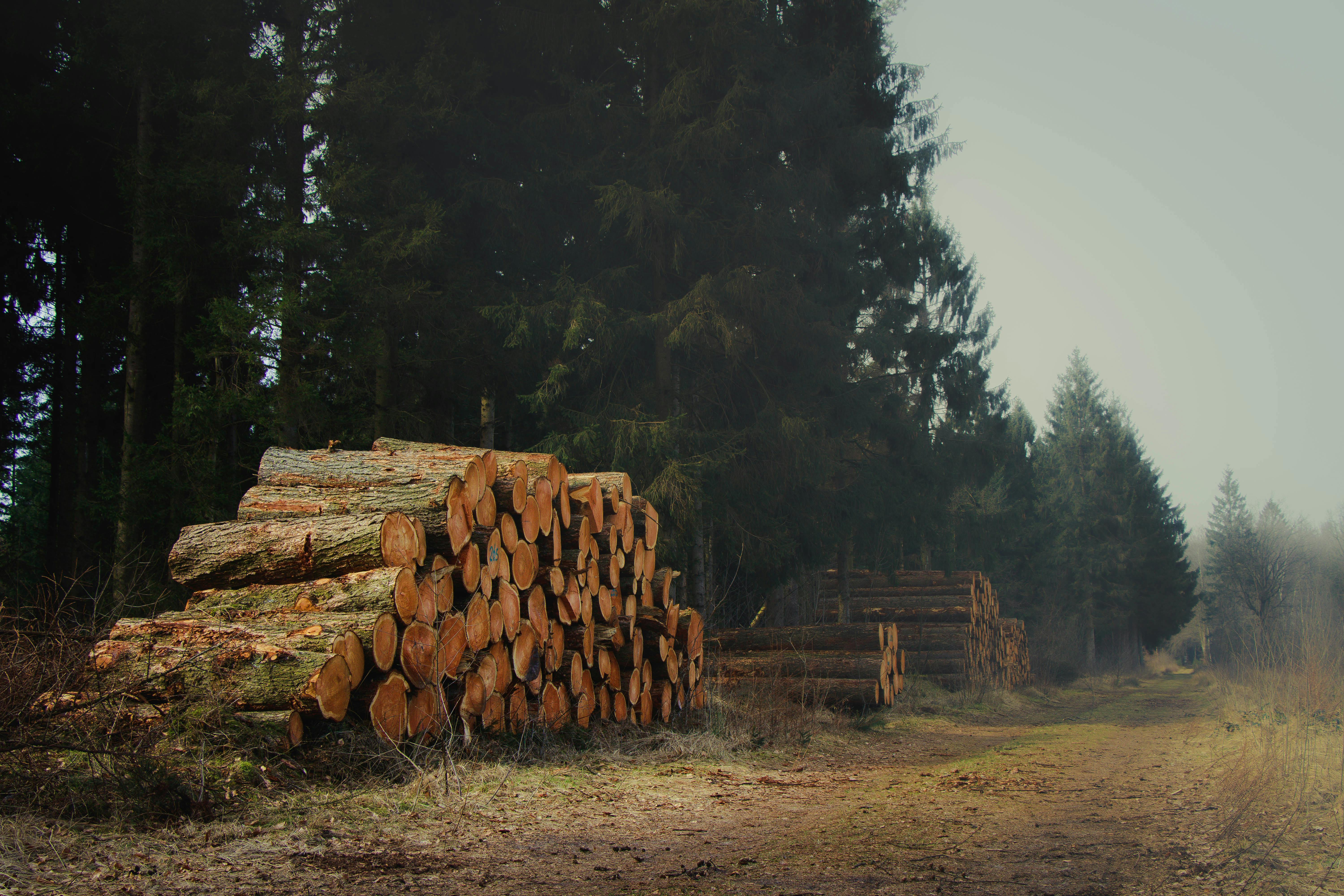 Growing Your Wealth: The Power of Timberland Investment