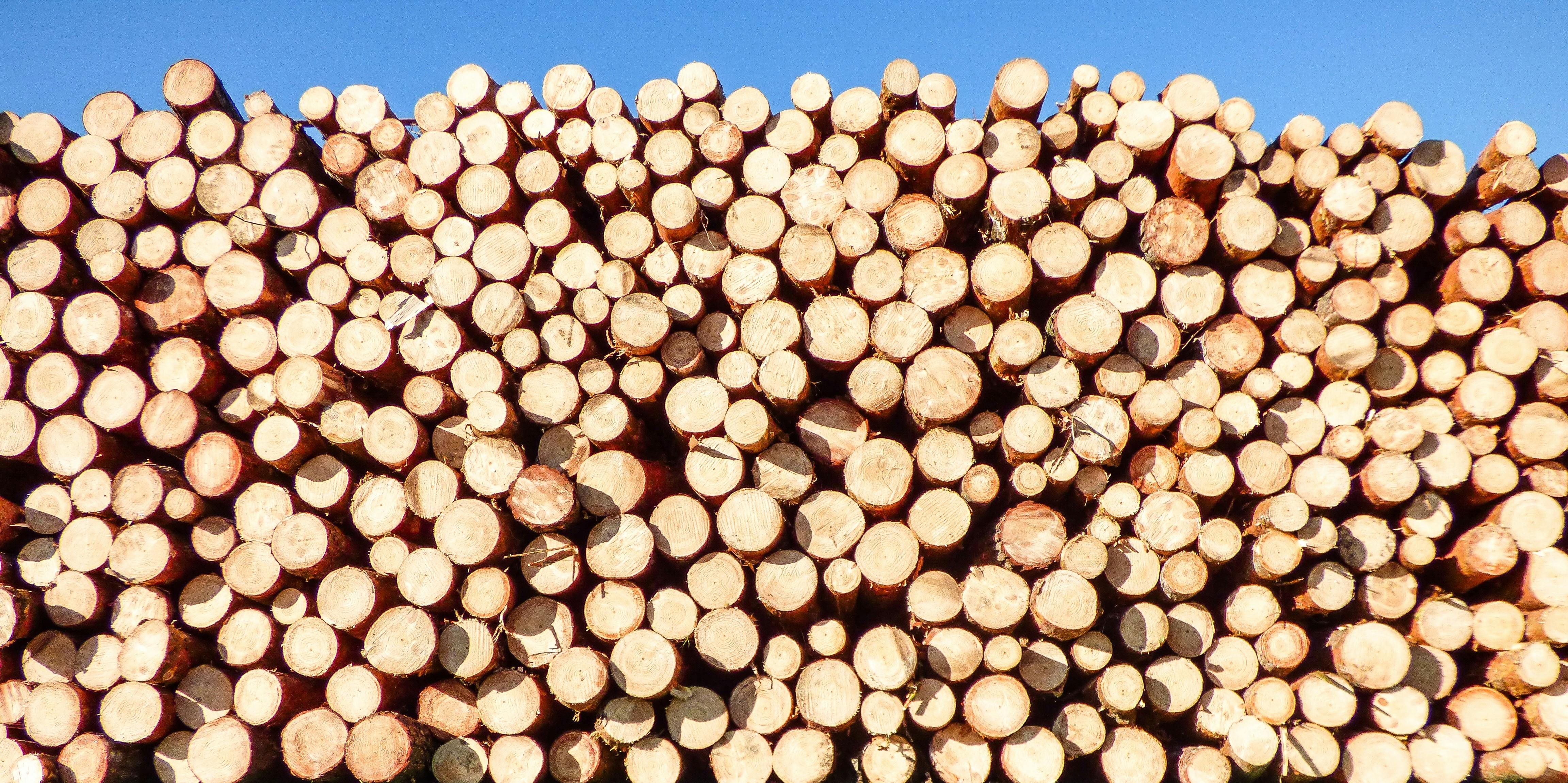 Timberland for Sale: From Forest to Fortune