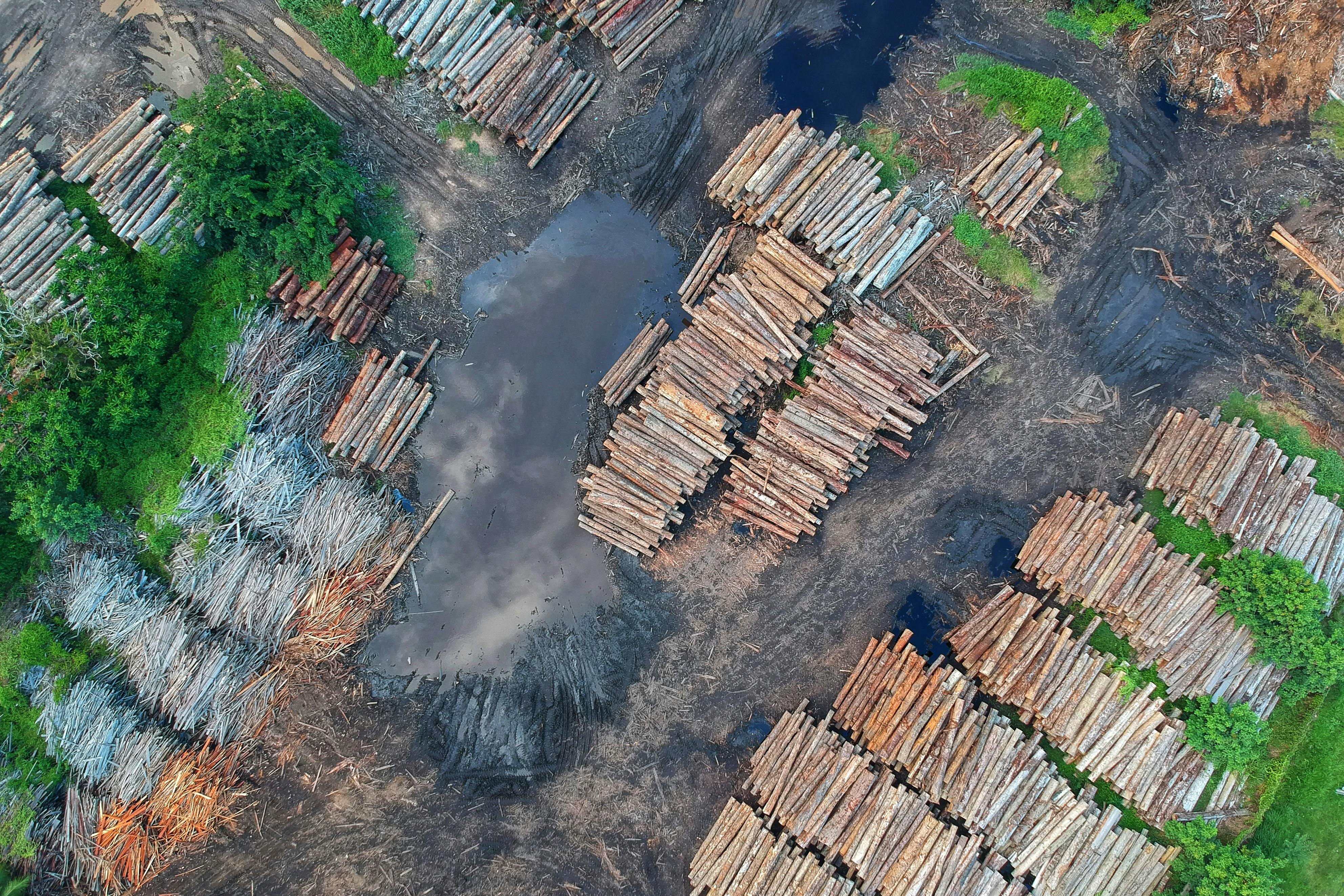 Unlocking the Secrets to Successful Timberland Ownership