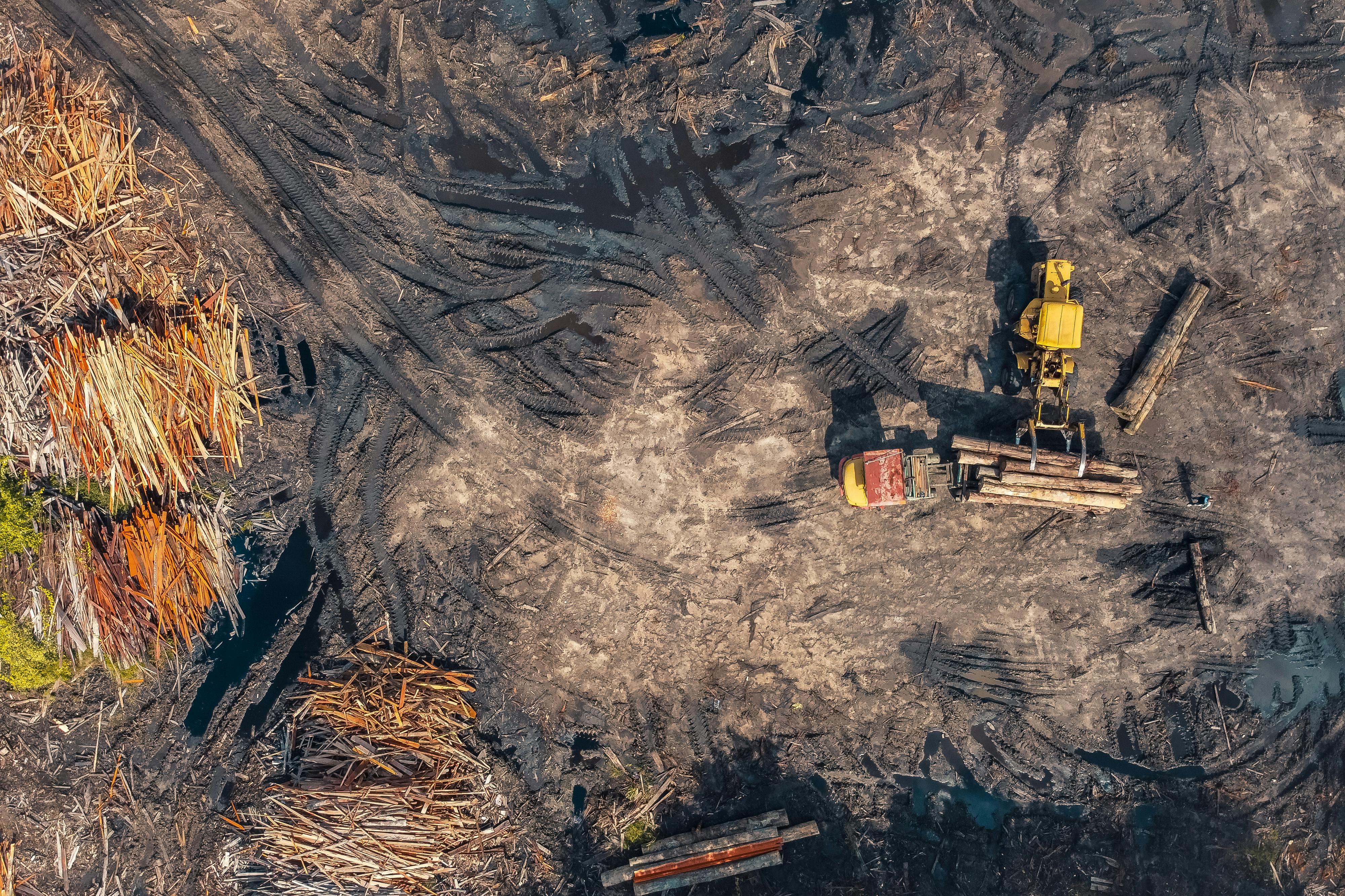 Timberland Management Demystified: A Blueprint for Success and Sustainability