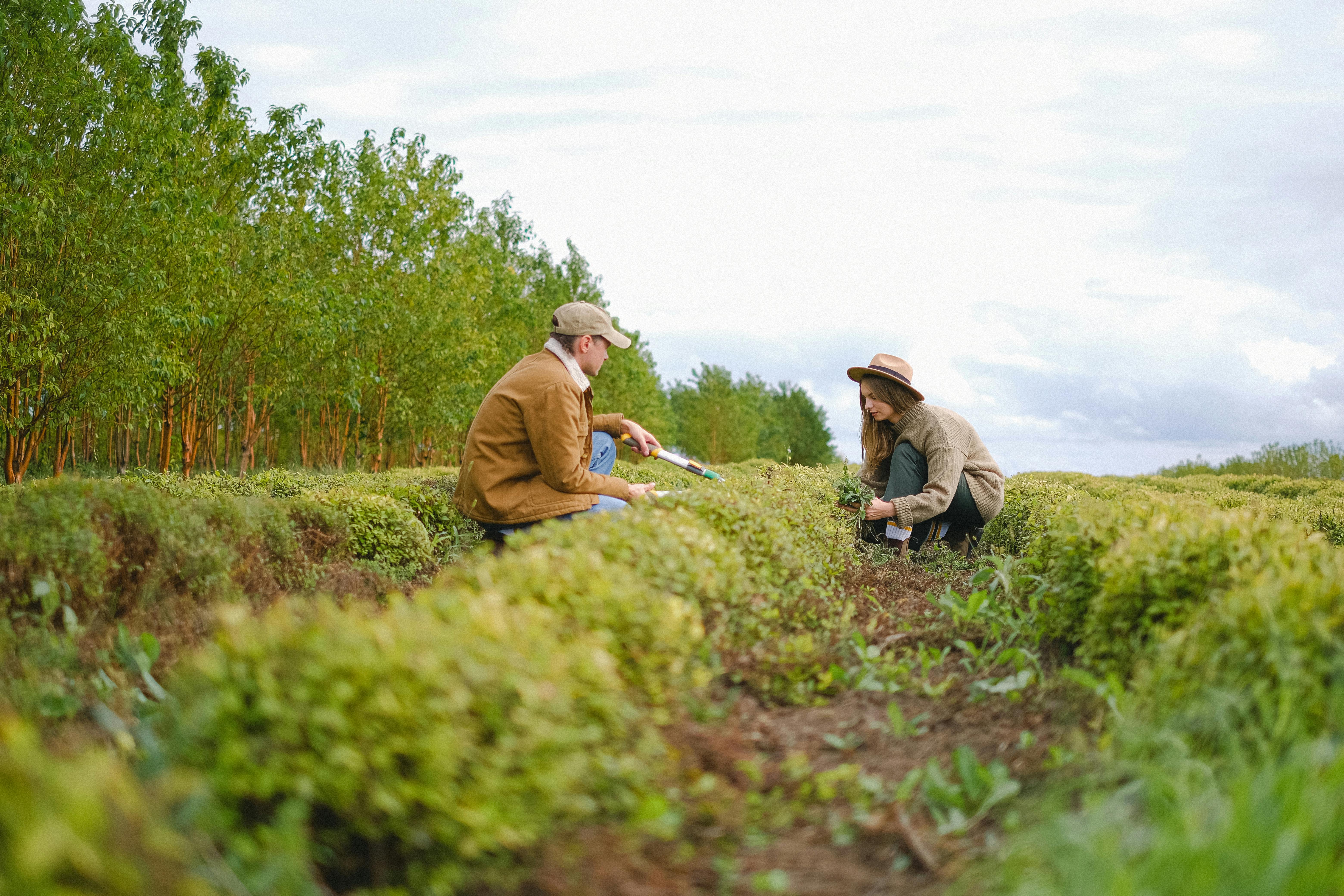 Permaculture And Its Amazing Impacts