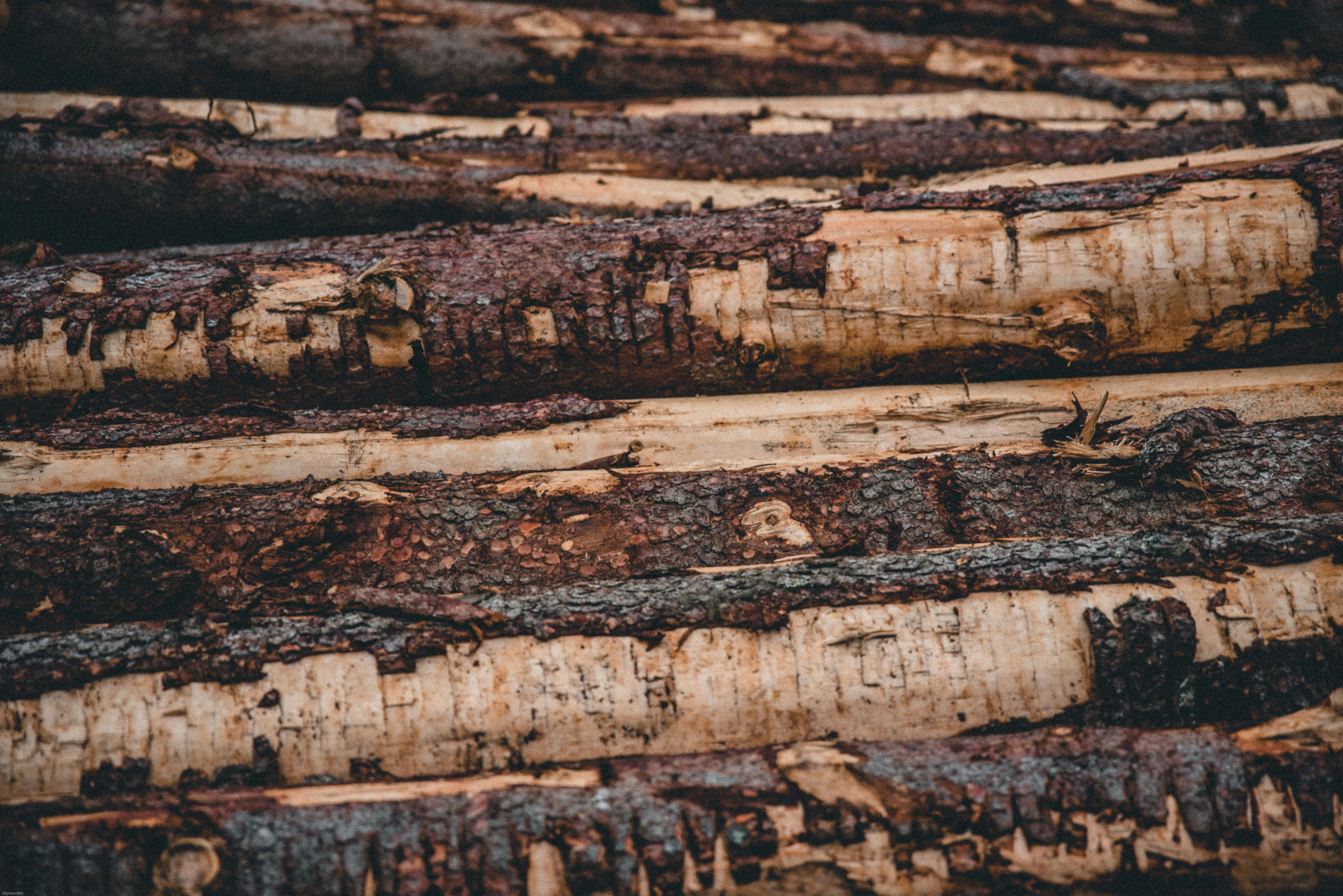Insider Insights: Maximizing Returns with Timberland Appraisal